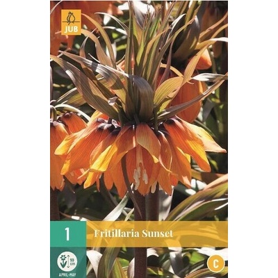 Maják Řepčík Fritillaria Sunset "C+" 1 ks