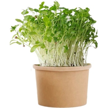 TINY GREENS Koriander - BIO semienka na klíčenie a microgreens