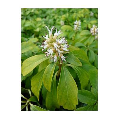 Tlustonitník klasnatý (Pachysandra terminalis)