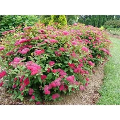 Tavoľník japonský (Spiraea japonica) ´NEON FLASH´ - výška 30-40 cm, kont. C3L