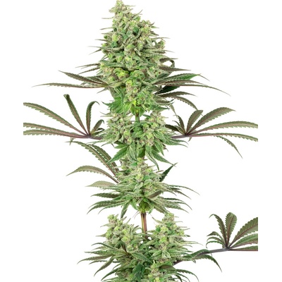 White Label Double Banana Kush semienka neobsahujú THC 5 ks