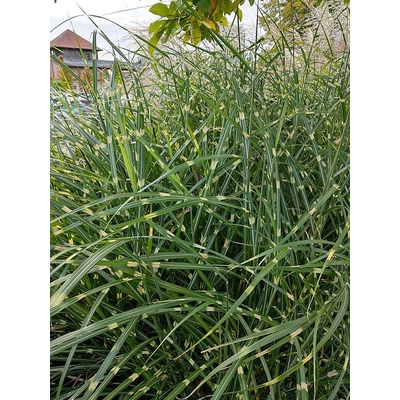 Miscanthus sinensis PUNKTCHEN - ozdobnice čínská