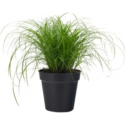 Kočičí tráva, Cyperus alternifolia Zumula, průměr květináče 10 - 12 cm – Zbozi.Blesk.cz