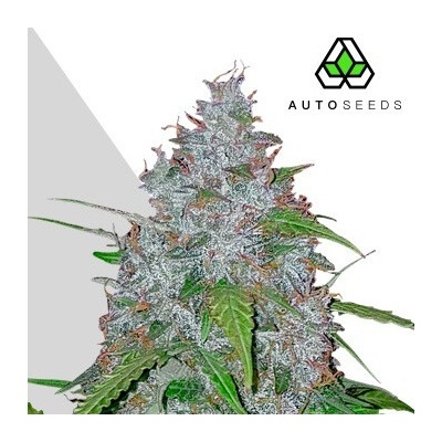 Auto Seeds White Widow Auto semienka neobsahujú THC 5 ks
