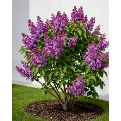 Orgován obyčajný (Syringa vulgaris) ‘PRINCESSE STURDZA’ - výška 40-50 cm, kont. C2L