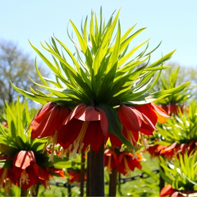 Řebčík královský červený - Fritillaria rubra - cibuloviny - 1 ks