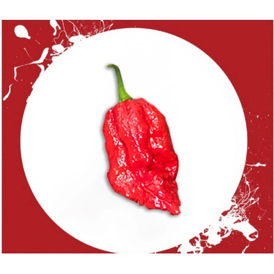 CHILLIMAT Chilli sazenice 7 Pot Apocalypse 1 ks