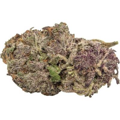 Growers Choice Ultra Violet GMO semena neobsahují THC 5 ks