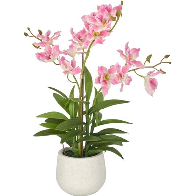 Dendrobie růžová v květináči, 55cm