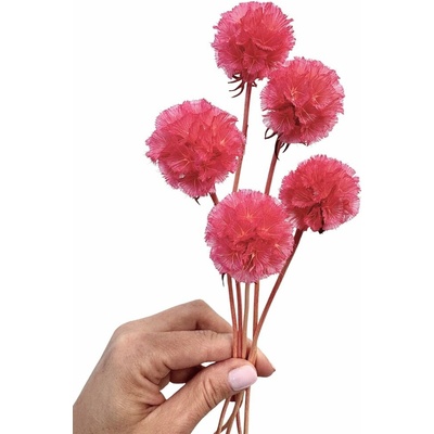 Sušená Scabiosa HOT PINK 5ks