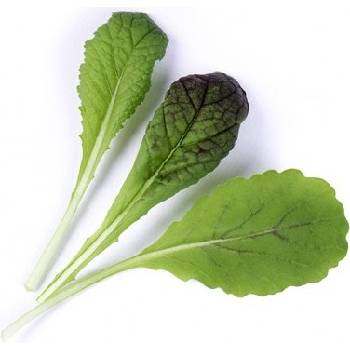 Veritable Вложка за семена Lingot листни зеленчуци горчица Червен гигант (lingot-musztardowiec-red)