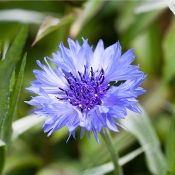 Nevädza poľná modrá - Centaurea cyanus - semená - 30 ks