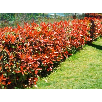 Červienka fraserová Little Red Robin 15-25 cm, kont. 11 cm