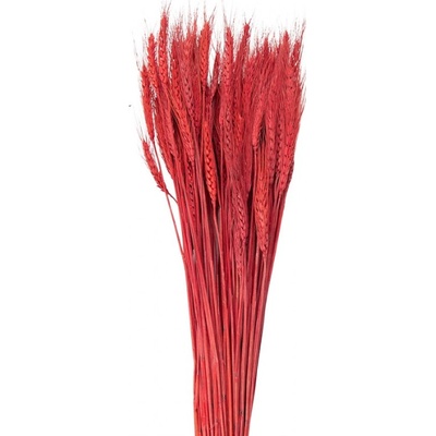 Sušené květy pšeničná tráva červená 80 cm (200 g) – 80 cm