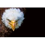 DIMEX ART Флизелинов фототапет американски орел 375 x 250 см