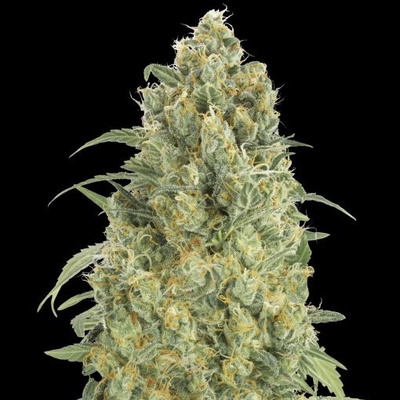 Advanced Seeds Auto Strawberry Gum semienka neobsahujú THC 1 ks