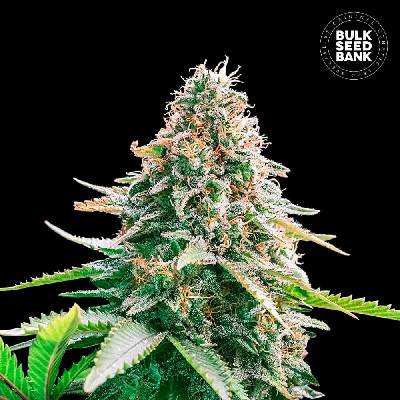 Bulk Seed Bank AUTO Gelato Samba semena neobsahují THC 10 ks