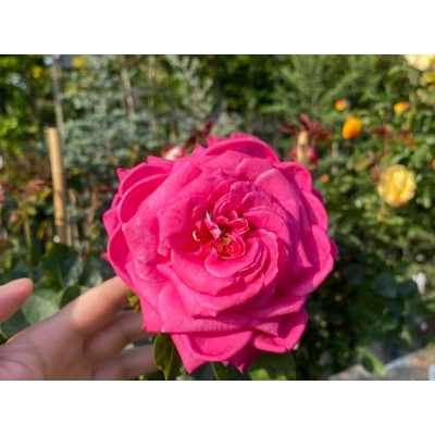 Ruža stromčeková na kmienku MIX farieb 120-160 cm, kont. 4 l