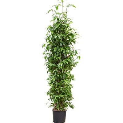 Dracaena surculosa 40x180 cm