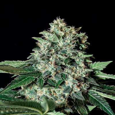 Genehtik Gorila Bilbo semienka neobsahujú THC 25 ks