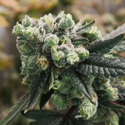 Philosopher Seeds Gorilla Punch Auto semena neobsahují THC 3 ks