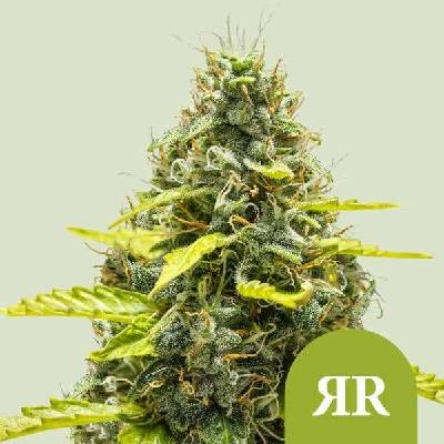 Royal Queen Seeds Royal Runtz AUTO semena neobsahují THC 5 ks
