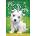 Magic Puppy: A Forest Charm | Sue Bentley