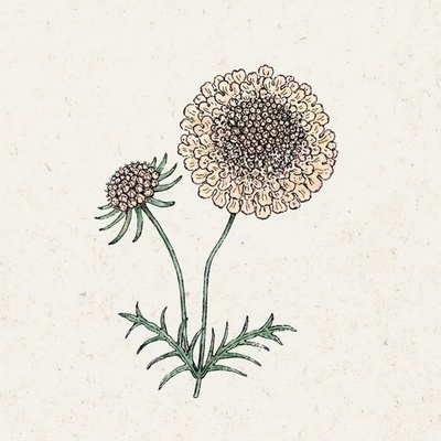 Jora Dahl Hlaváč tmavonachový "Fata Morgana" Scabiosa atropurpurea 1 bal.