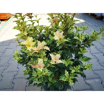 OSMANTHUS HETEROPHYLLUS Tricolor 40-60 cm, kont. 10 l