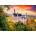 Enjoy - Puzzle Neuschwanstein Castle in Autumn, Germany - 1 000 piese