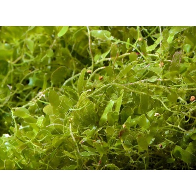 Caulerpa brachypus