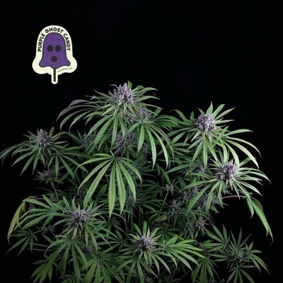 SEEDSMAN Purple Ghost Candy semienka neobsahujú THC 1 ks