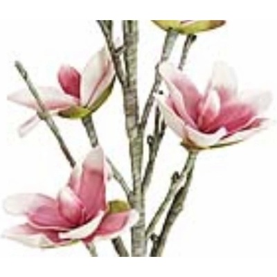 Větvička magnolie růžovobílá, 100 cm