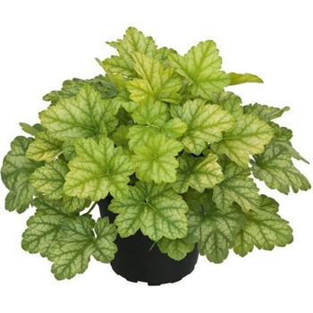 Heuchera Lord Lime