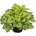 Heuchera Lord Lime