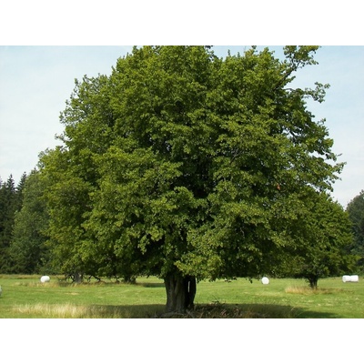 Hrab obyčajný na kmienku, výška 300-350cm, kvetináč 35 l