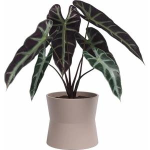 Artevasi Керамична саксия за цветя ø 14 cm Diana - Artevasi (ZAC-848588)