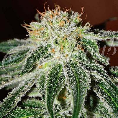 Delicious Seeds Black Russian semena neobsahují THC 3 ks