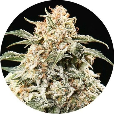 Top Tao Seeds Semi AUTO Mix regular semena neobsahují THC 6 ks