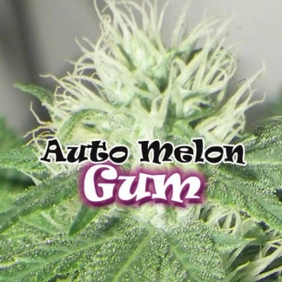 Dr. Underground AUTO Melon Gum semena neobsahují THC 4 ks
