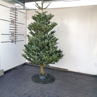 Živý vianočný stromček normandská jedľa 2.triedy zelený 250-275cm