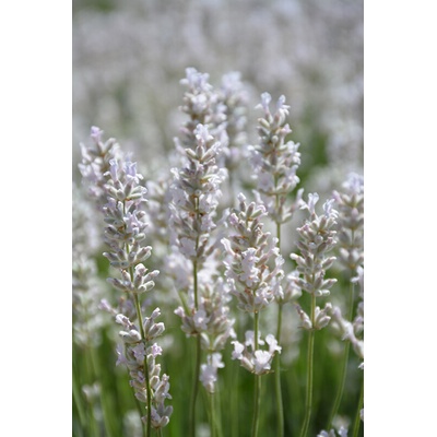 levandule-online.cz Lavandula angustifolia " Ellagance Ice " - Levandule lékařská