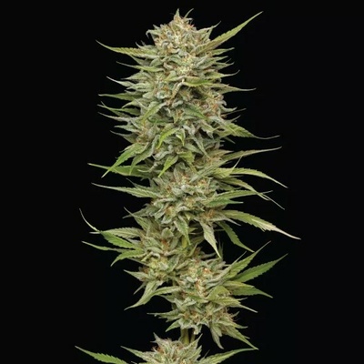 Humboldt Seed Company OG Kush Auto Semená neobsahujú THC 3 ks