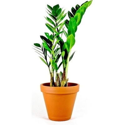 Gardners Zamioculcas zamiifolia, průměr 11 cm Kulkas, zamiokulkáda