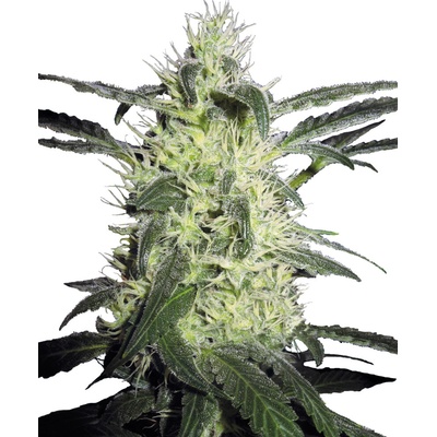 Sensi Seeds Silver Haze regular semena neobsahují THC 10 ks