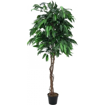 Strom Mango, 180 cm