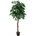 Strom Mango, 180 cm