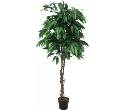 Strom Mango, 180 cm
