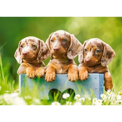 Castorland - Puzzle Cute Dachshunds - 100 piese