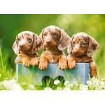 Castorland - Puzzle Cute Dachshunds - 100 piese